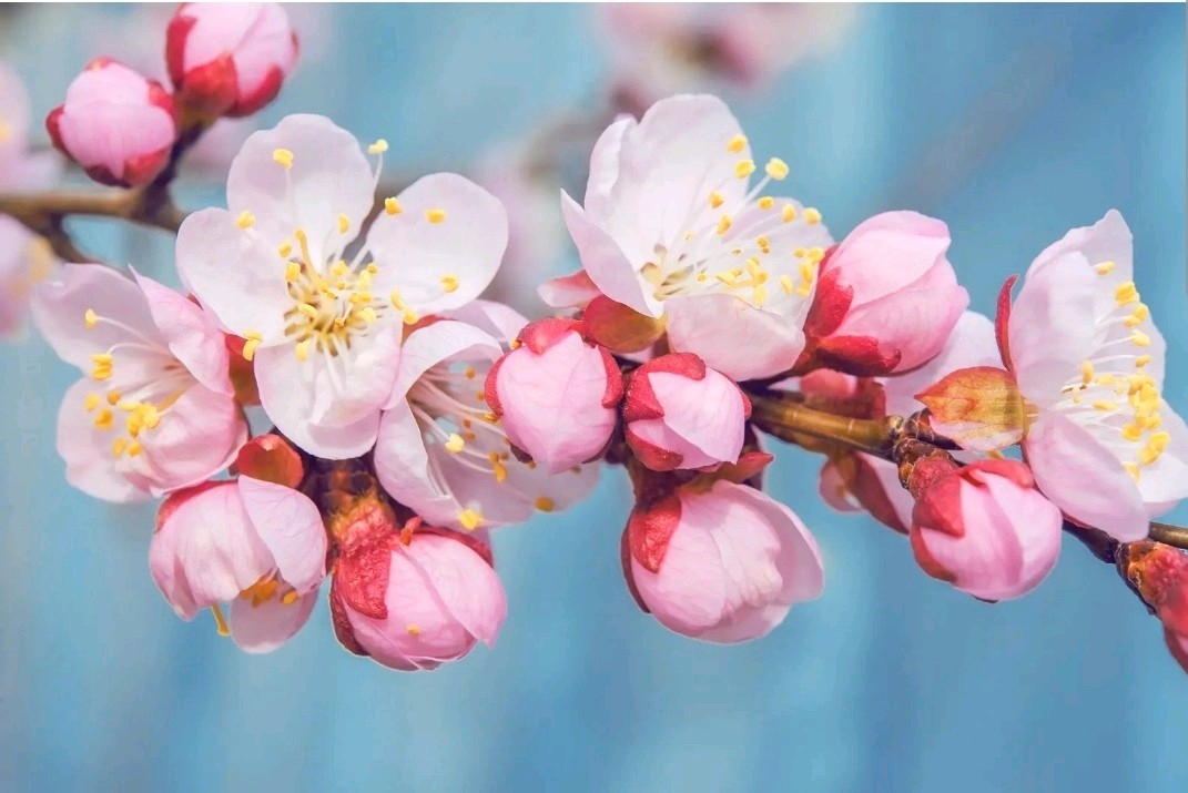 100 AMERICAN PLUM TREE SEEDS (Prunus americana) Fast Flower Plant high quality