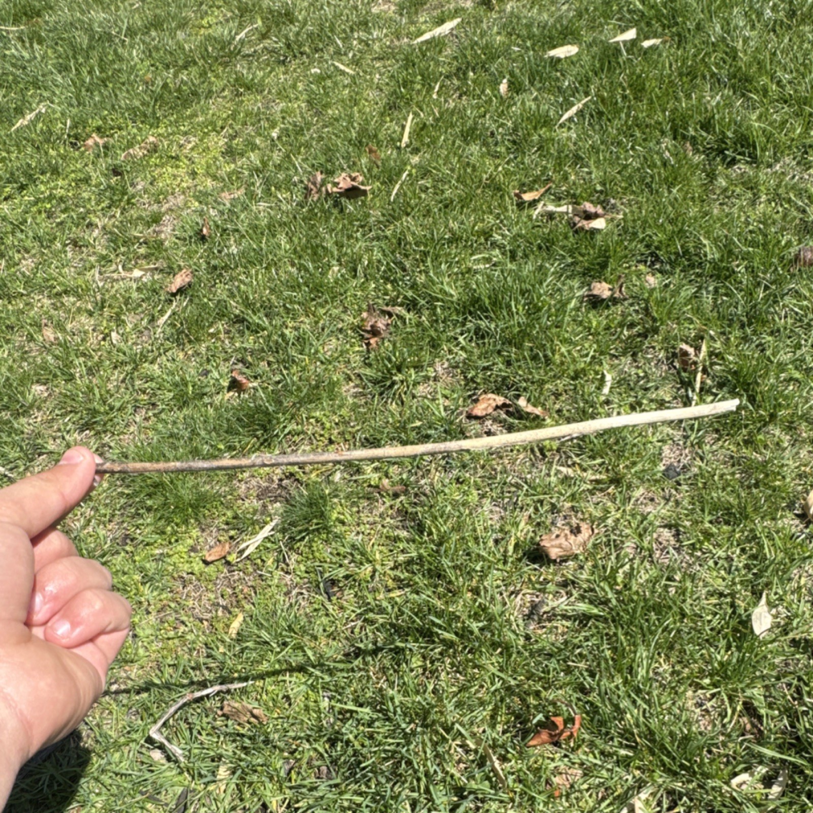 Brown Plant Cutting or Leaf Stick, Single Stem, Growth Stage Cutting/Leaf