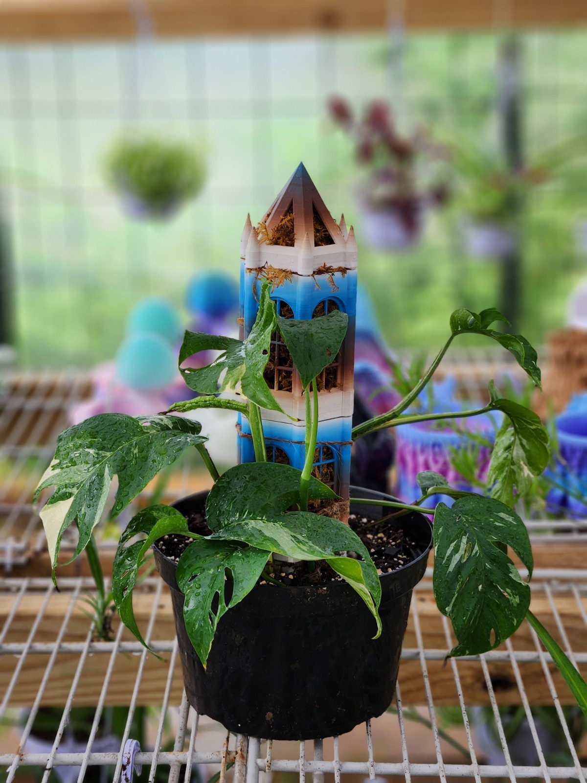 Epipremnum Marble Variegated On Moss Tower In 8 Inch Pot