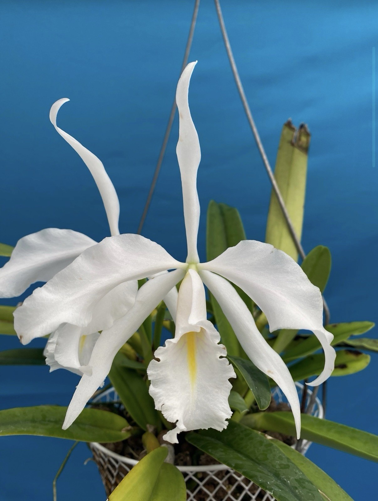 Cattleya maxima albescens ‘Koenigin Sylva’ SM/DOG White Orchid Species 9” Basket