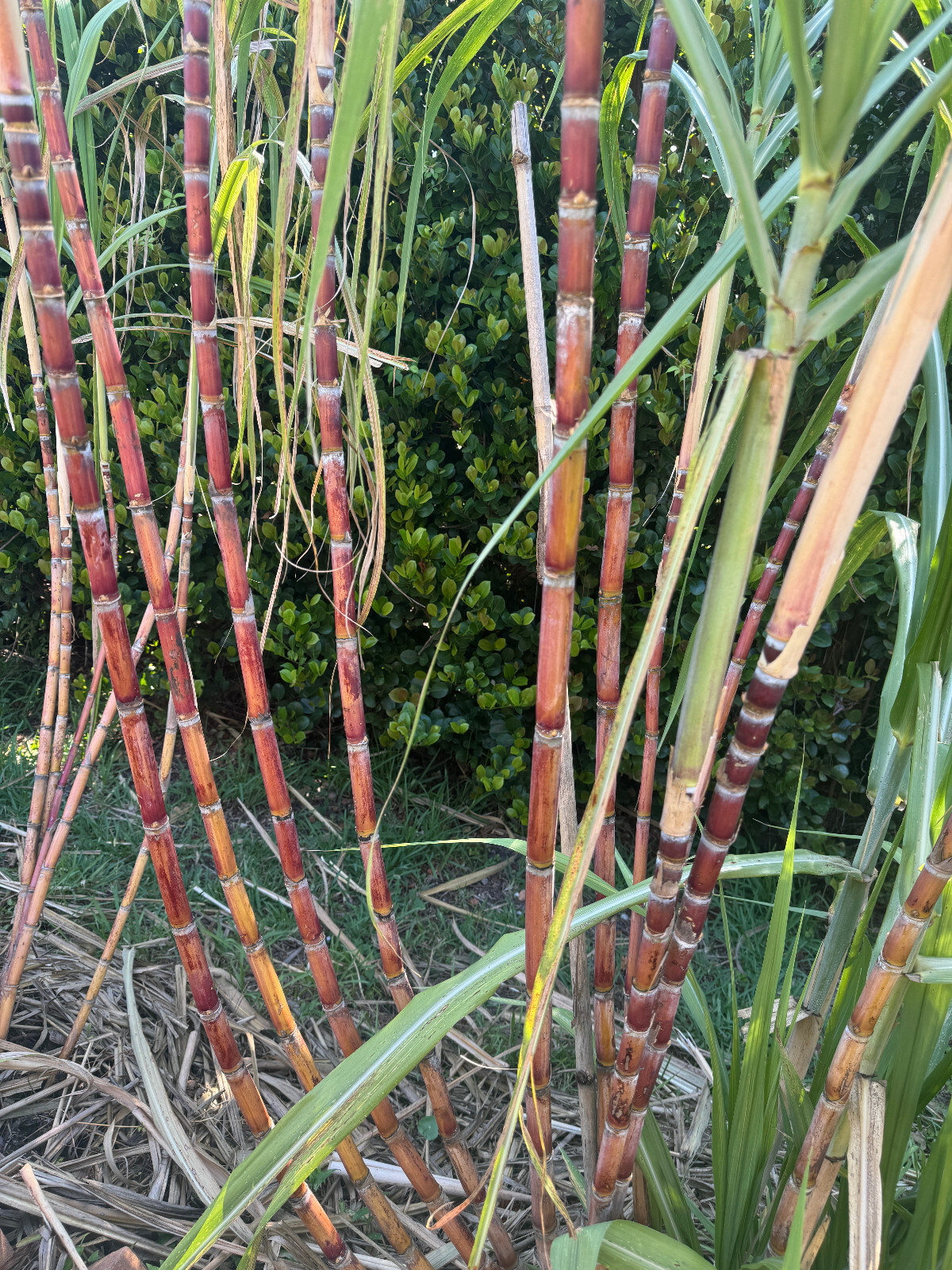 1 pot purple/red/yellow Sugar Cane Plants Juicing Chewing Sugarcane Organic grow