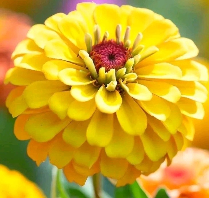 10+ Zinnia CANARY BIRD Double Blooms/ Yellow/ Annuals/ Hummingbird/ Butterflies