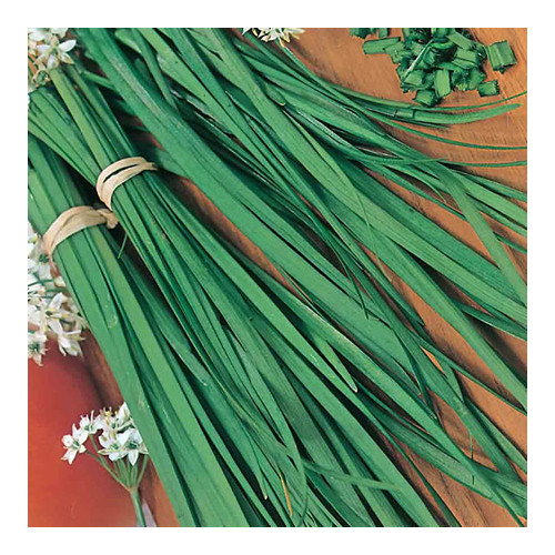 Chives Great Herb Heirloom Vegetable By Seed Kingdom 15,000 Seeds