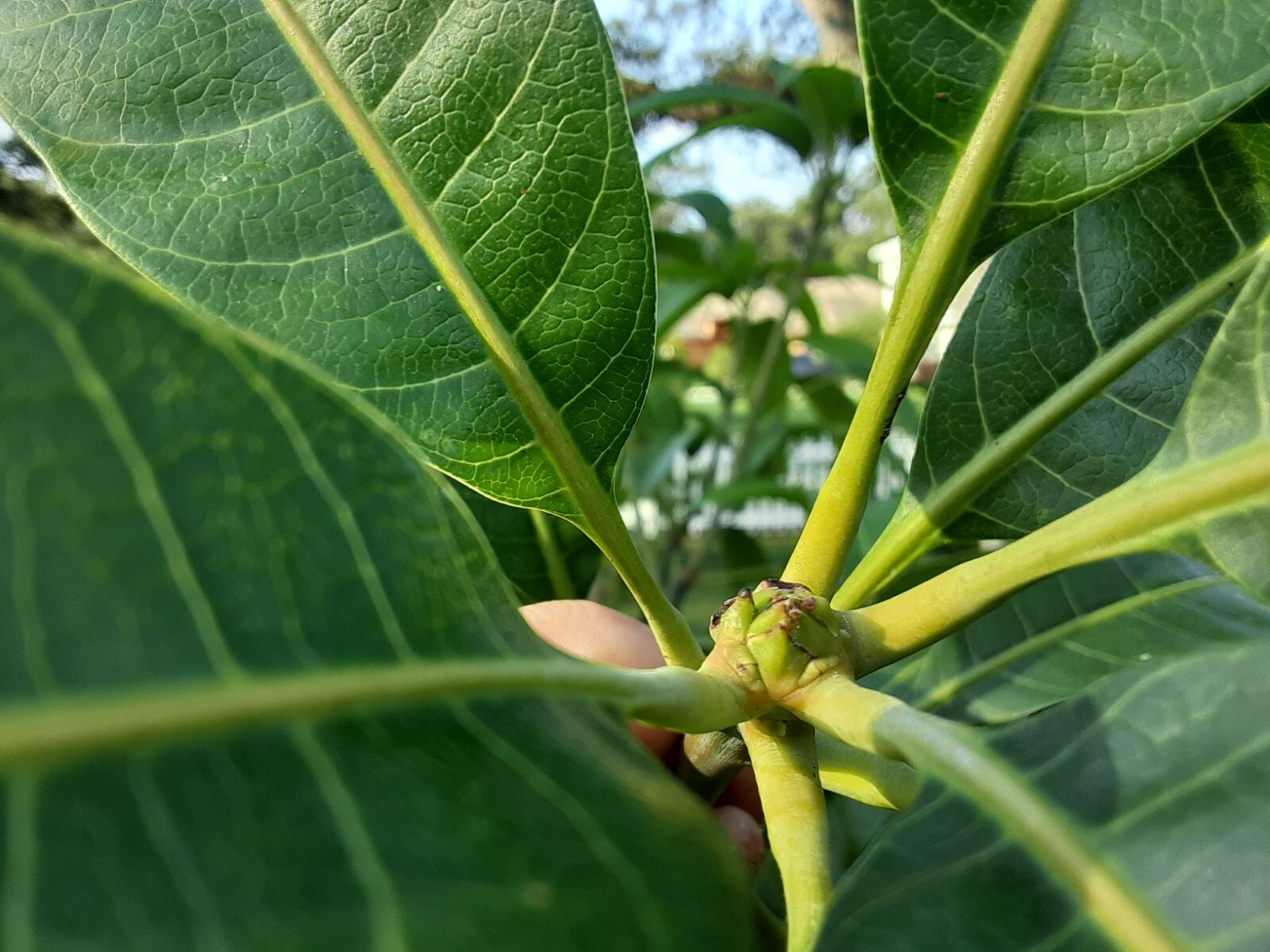 2 Mango Cuttings Scions for Grafting – Create Grafted Trees (READ DESCRIPTION)