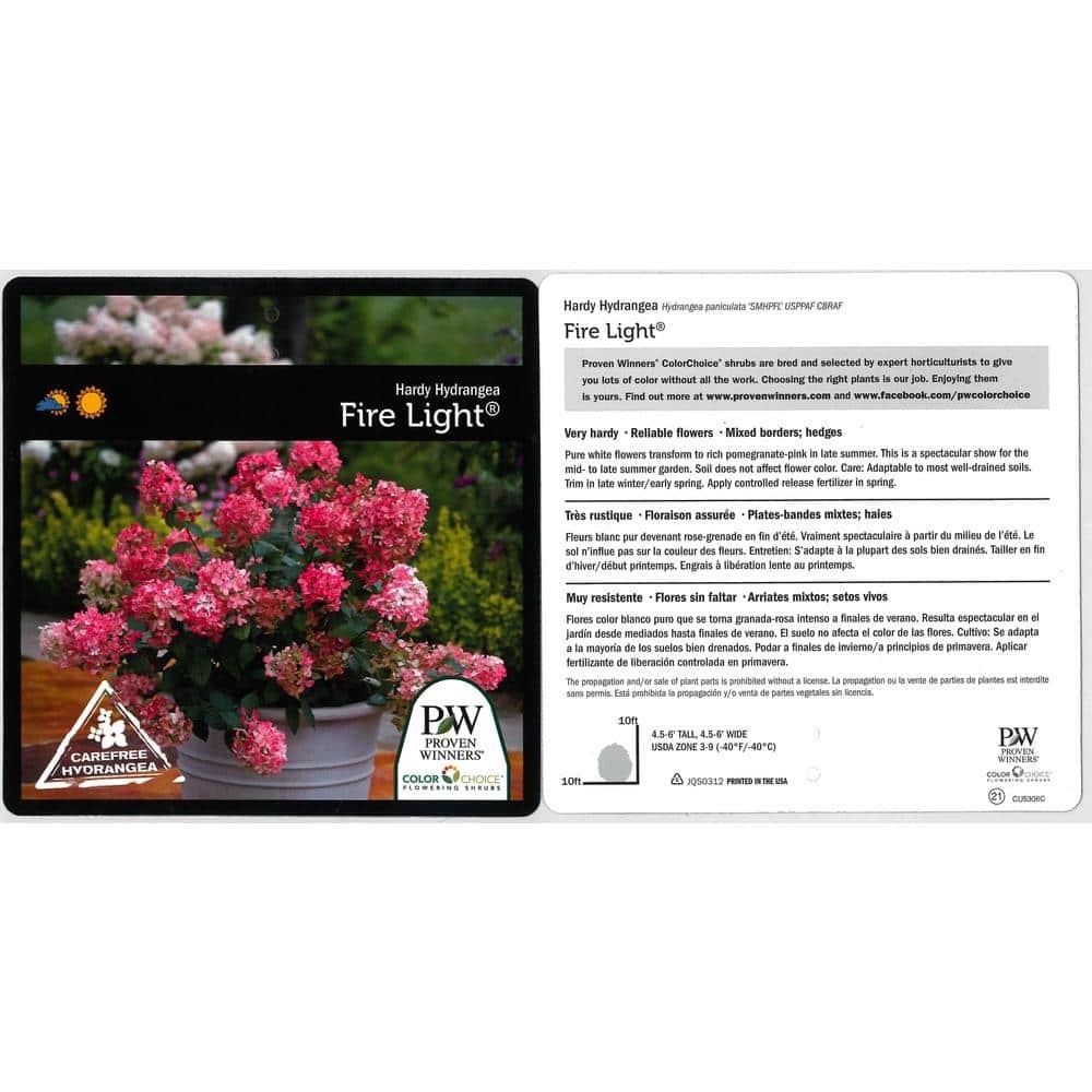 4.5 in. qt. Fire Light Hardy Hydrangea (Paniculata) Live Shrub, White to Pink an