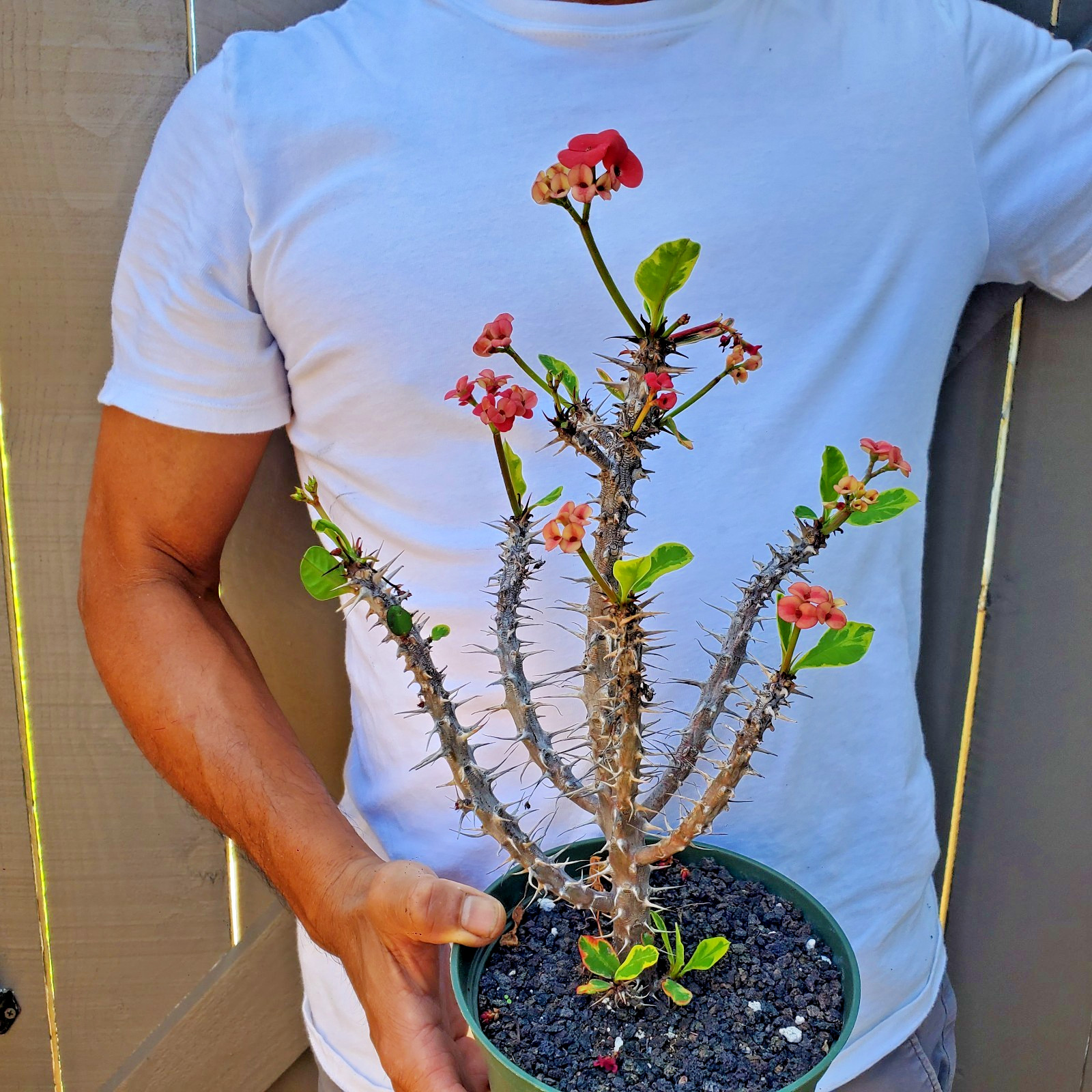 Variegated Euphorbia Milii Crown of Thorns Flower Cactus