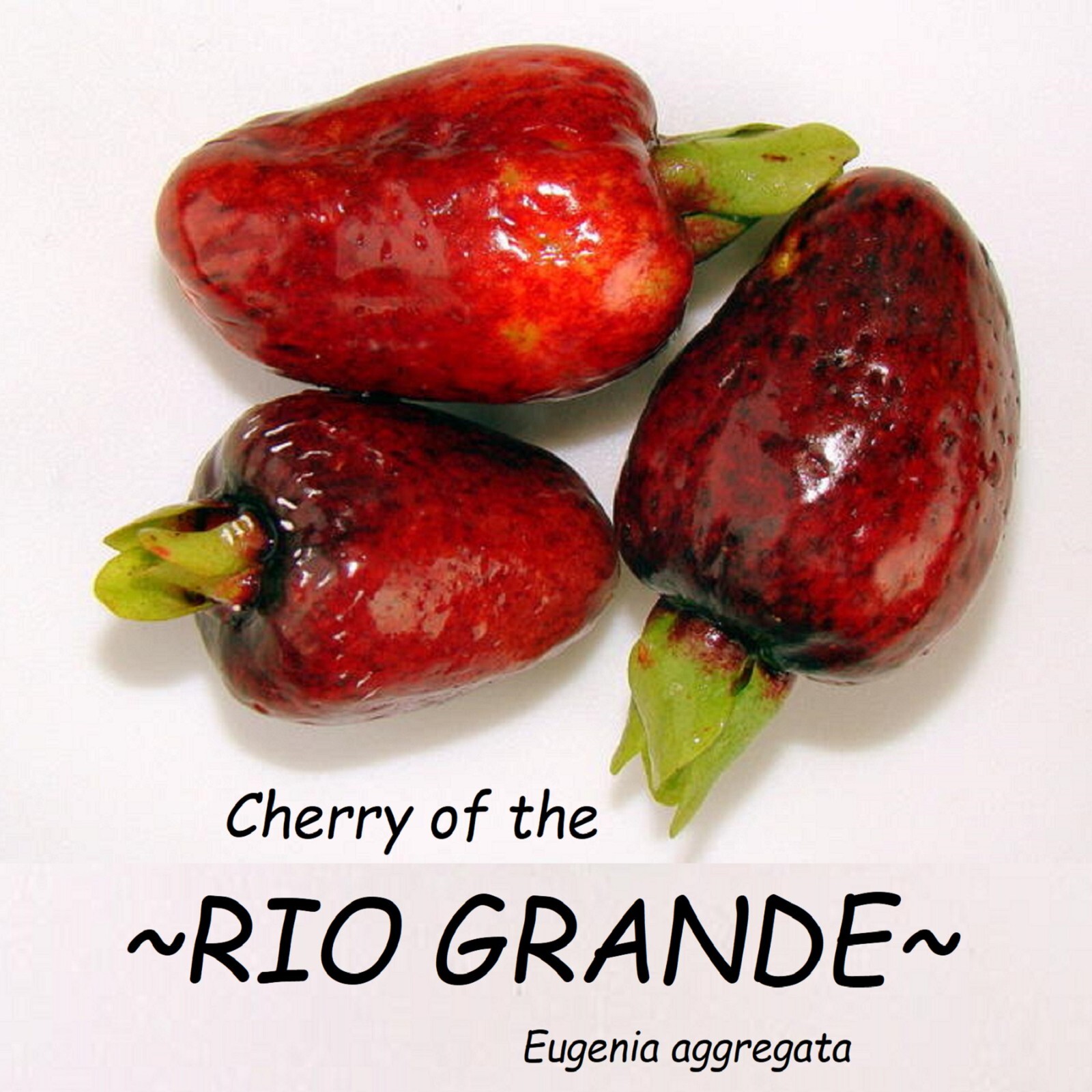 Cherry of the ~RIO GRANDE~ Eugenia aggregata Live FRUIT TREE sm Potd Plant