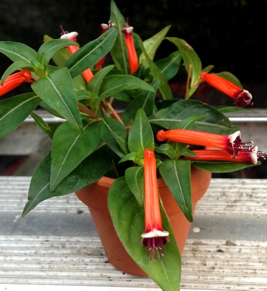 CUPHEA IGNEA “MEXICAN CIGAR PLANT” OR “FIRECRACKER PLANT” 2 1/4 INCH PLANT