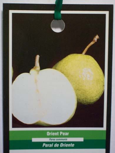 ORIENT PEAR 8-9 FT TREE Fruit Plant More Sweet Juicy Pears Trees Orchard Now