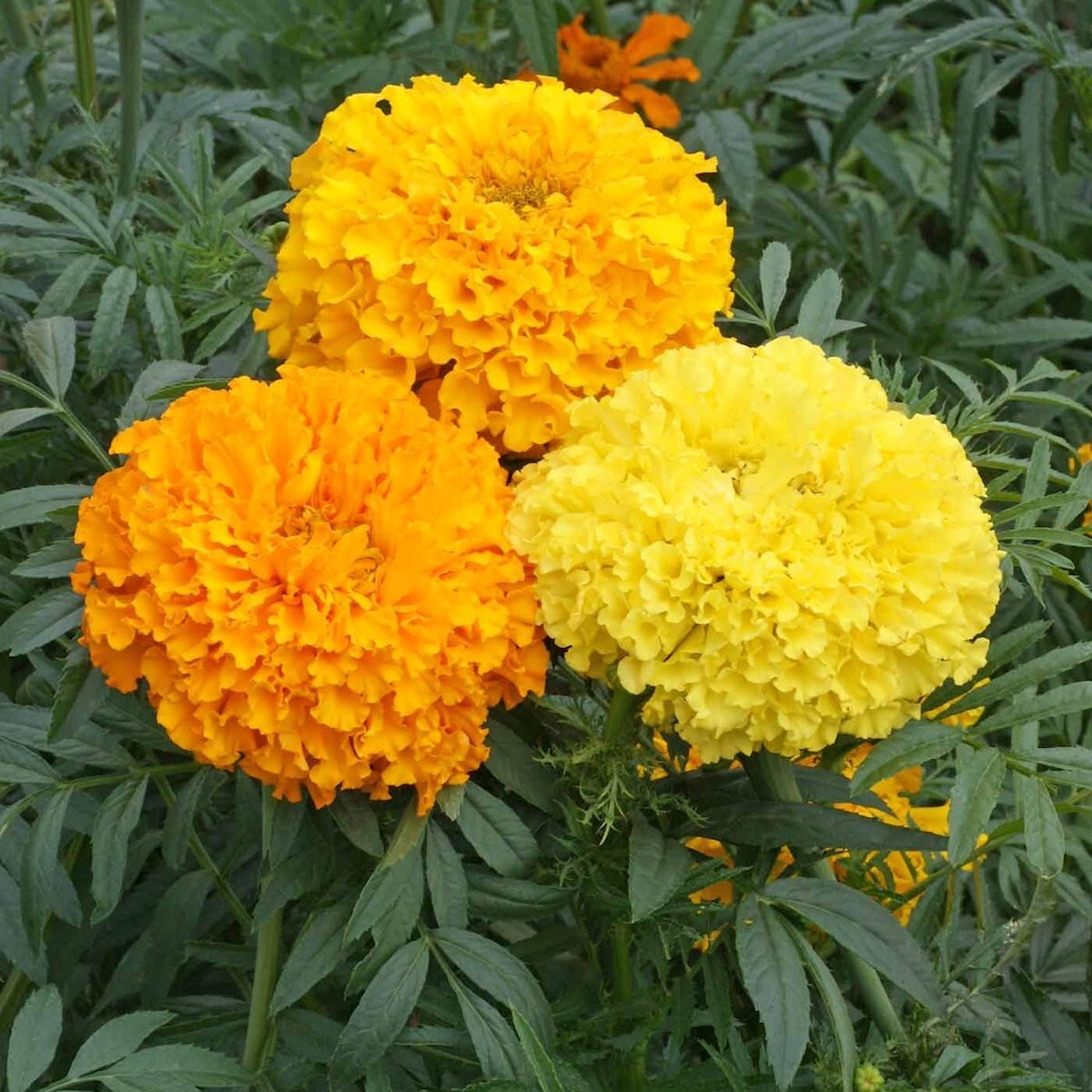 1/4 Lb Crackerjack African Marigold Wildflower Seeds – Everwilde Farms Mylar
