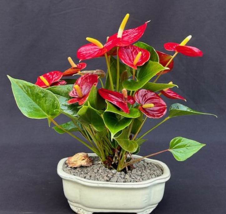 Anthurium Flower Plant Live Red Bonsai Tree Andraeanum Small Talk Indoor 10 Inch