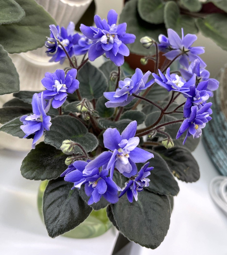 2 African Violet Leaves~ * N – ADAM * ~