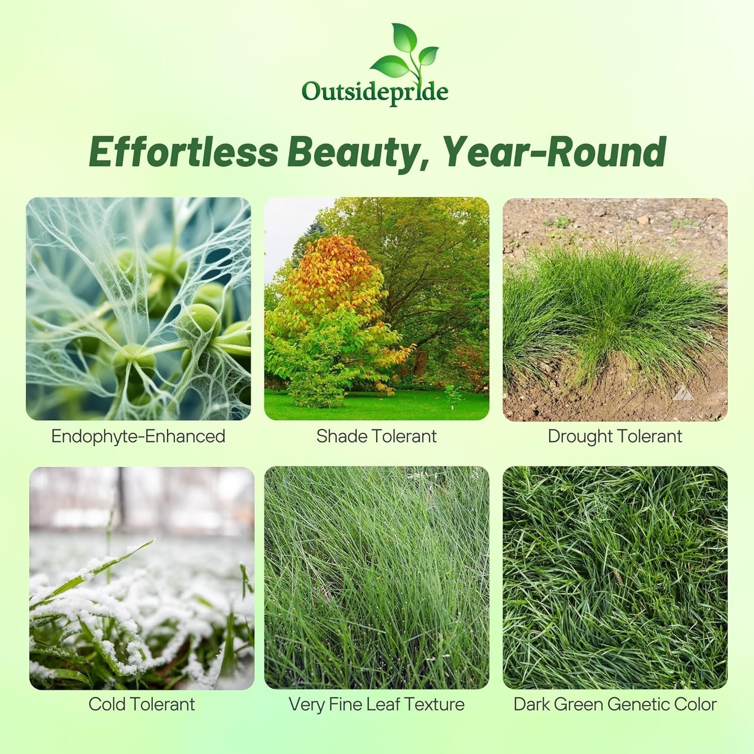 5 LBS – OptiGrowth Coated Hard Fescue Grass Seed – Low Growing Fine Fescue