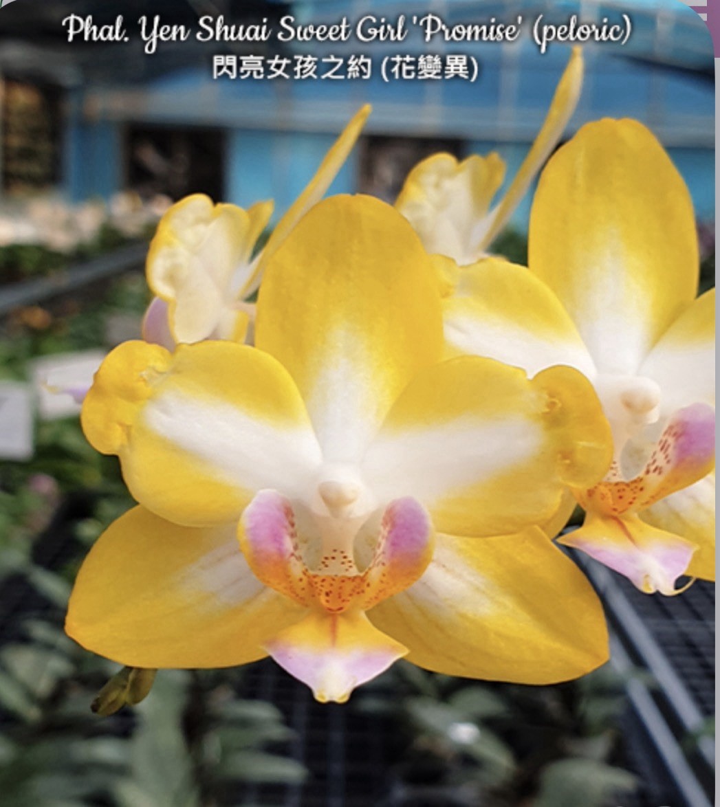 Phal. Yen Shuai Sweet Girl ‘Promise’ (peloric), Blooming Size, FREE Shipping