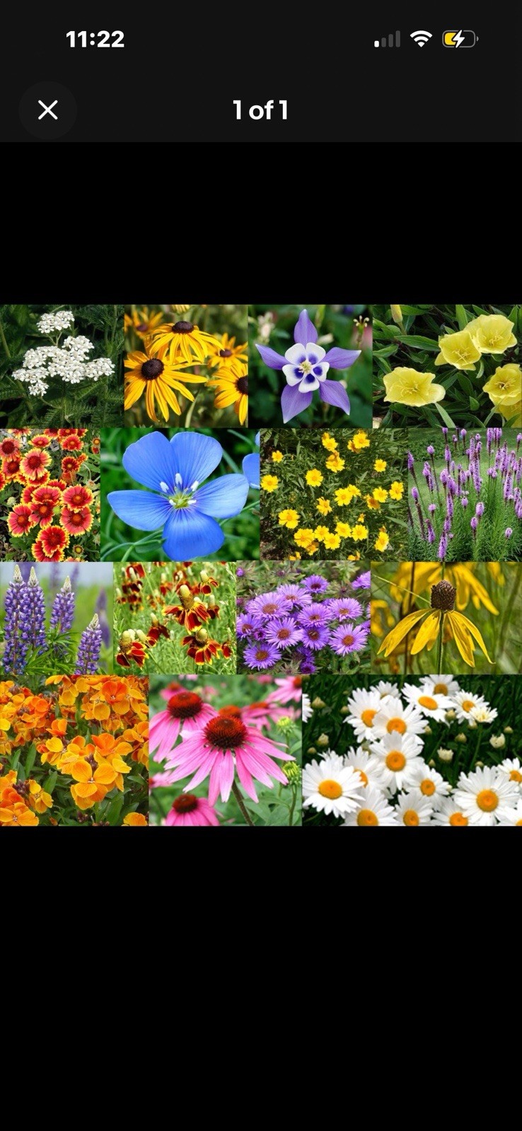 Wildflower Mix LANDSCAPER’S PACK BULK Top Sellers Non-GMO Pure Seed 10000 Seeds!