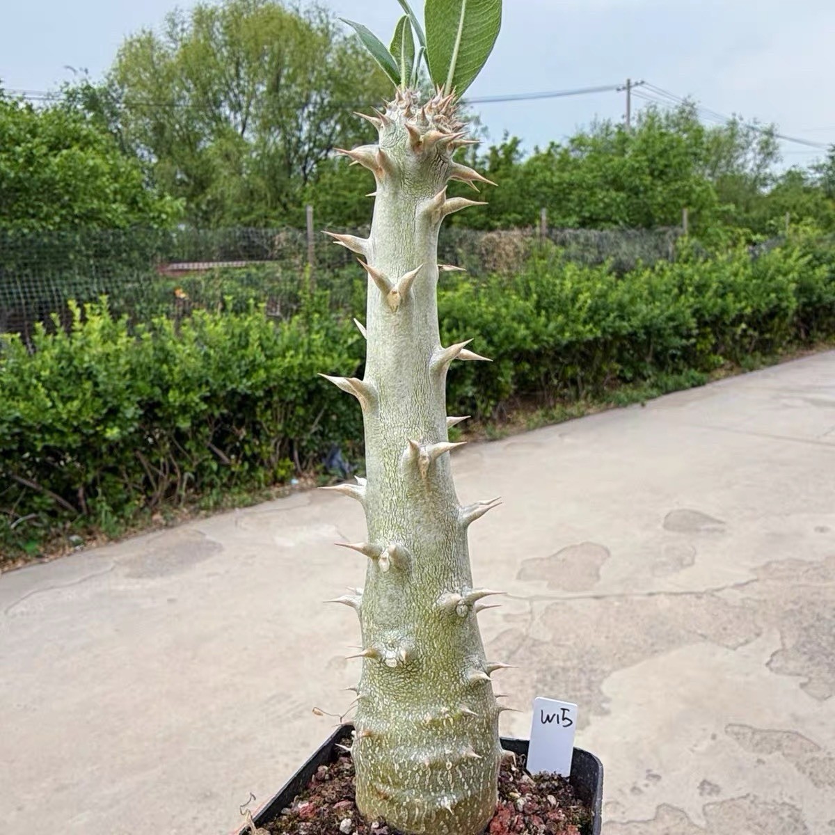 Pachypodium densiflorum Rare Caudex Succulent Exact Plant