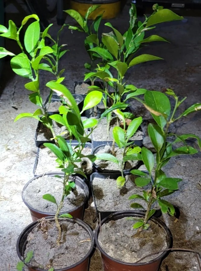 SATSUMA FRUIT TREE REAL LIVE PLANT CITRUS 4″ to 10″ SEEDLING MANDARIN
