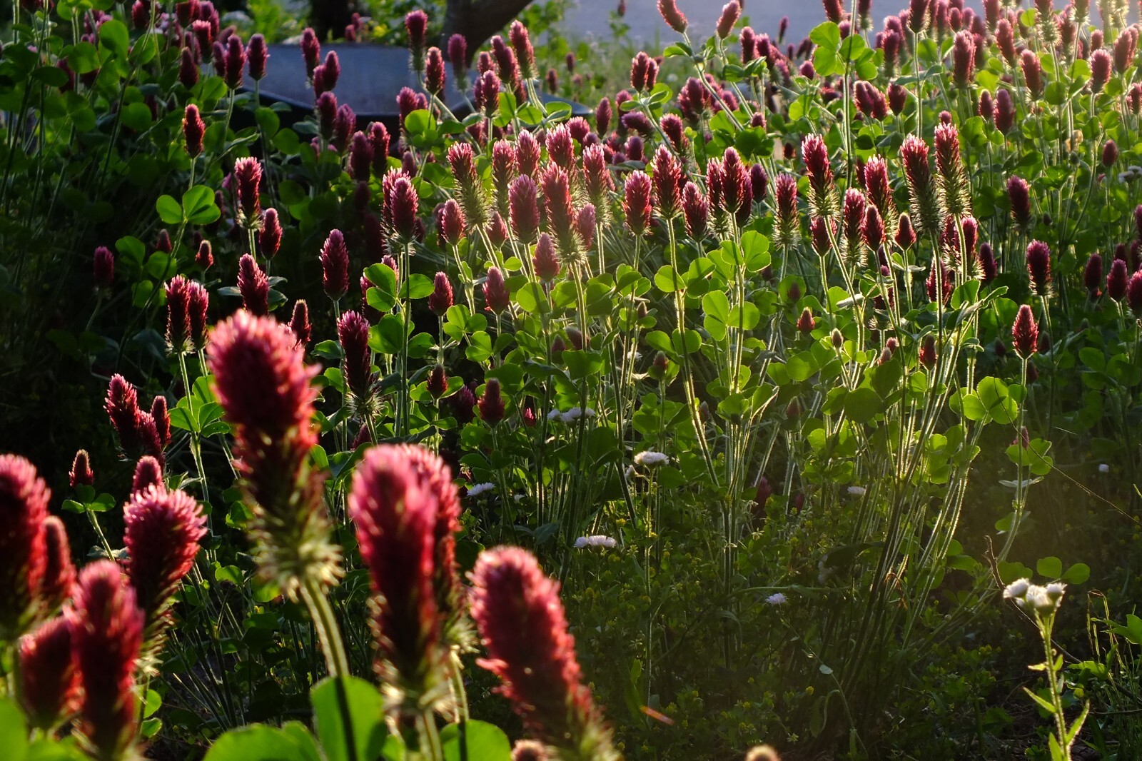 Italian Crimson Clover Seeds for Planting: Certified Organic Bulk Seed Packet