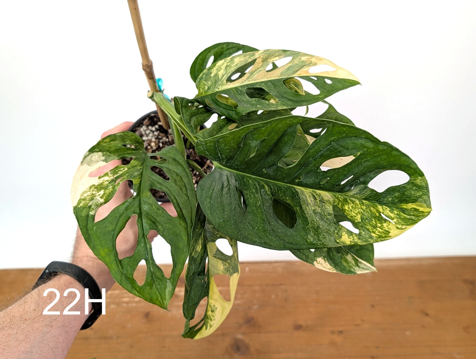 Monstera Adansonii Tricolor Aurea Variegated – Exact Plant #22H