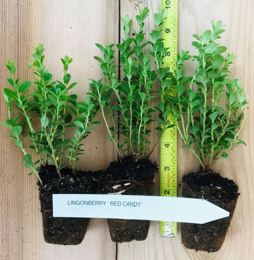 Lingonberry ‘Red Candy’ – Compact Edible Ground Cover – Fruiting Shrub
