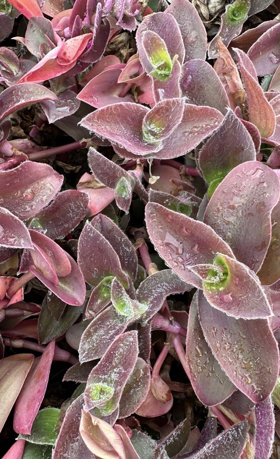Tradescantia Wandering Jew Pale Puma Fuzzy- 5 Cuttings Unrooted