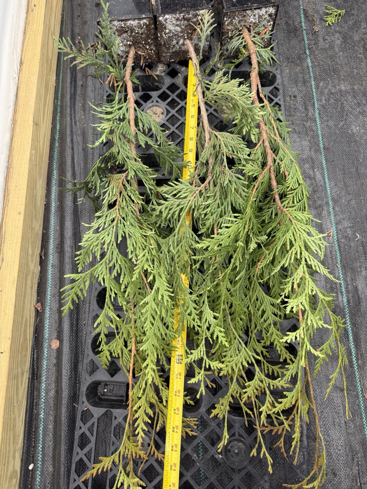 Pack of 3! Arborvitae Thuja GREEN GIANT 2.5’-3.5’ – Fast Growing Privacy Fence