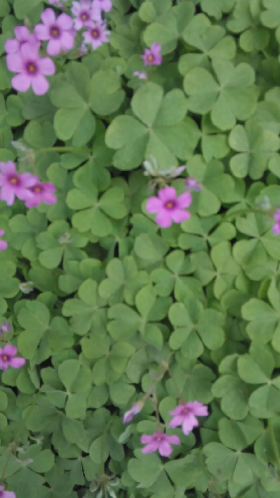 20 Pink Oxalis Wood Sorrel Bulbs- Fresh & Ready To Plant
