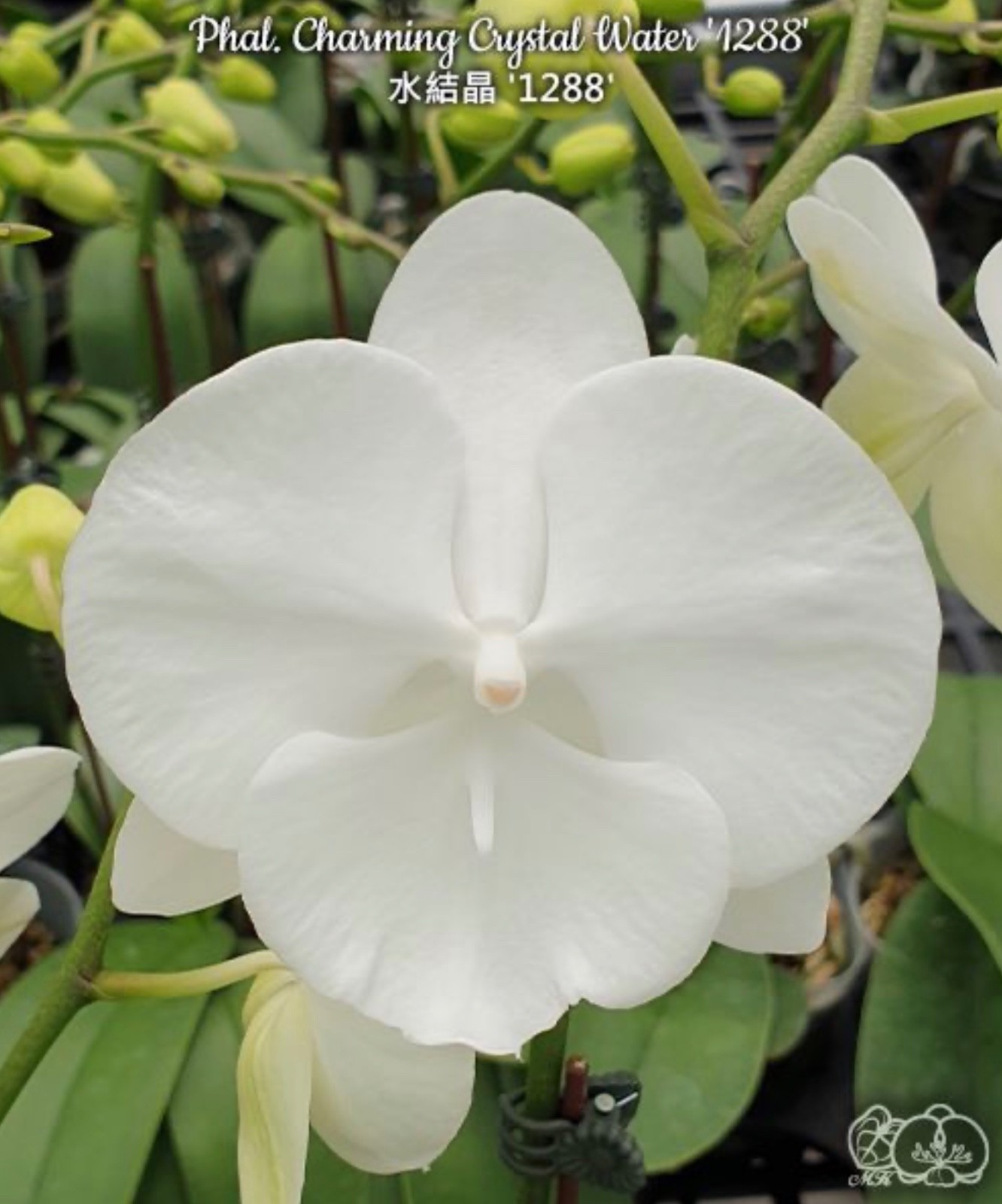 Phalaenopsis Charming Crystal Water ‘1288’ [IN SPIKE!]