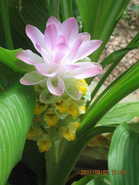 Ginger Curcuma Petiolata Hidden Pink Flowering 3 Plant Starts Rhizomes Easy Grow