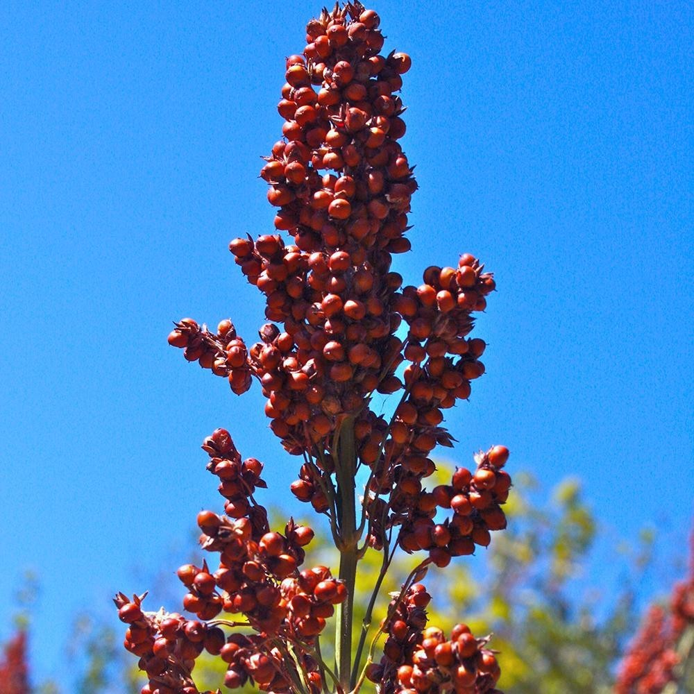 Sweet Sugar Drip Sorghum Seeds