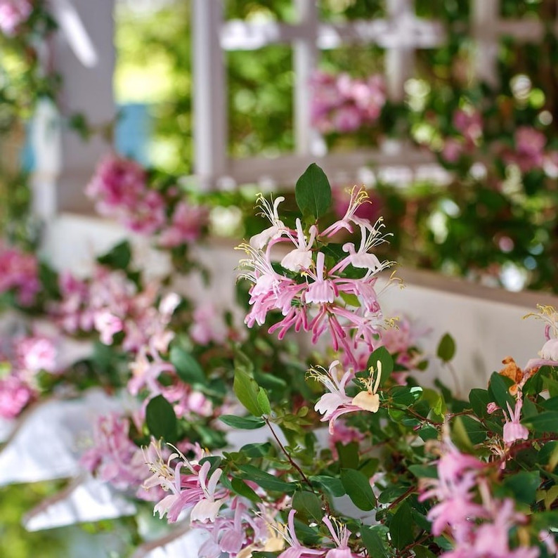 Fragrant Cloud Pink Honeysuckle in 3.5 inch pot, you choose amount!