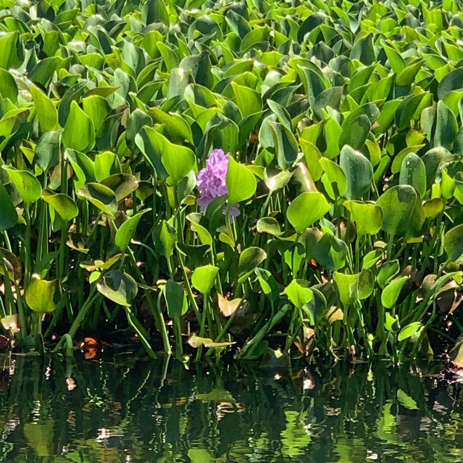 Water Hyacinth Floating (15 “XL” Plants) Koi Pond Fish Aquatic Filtration…