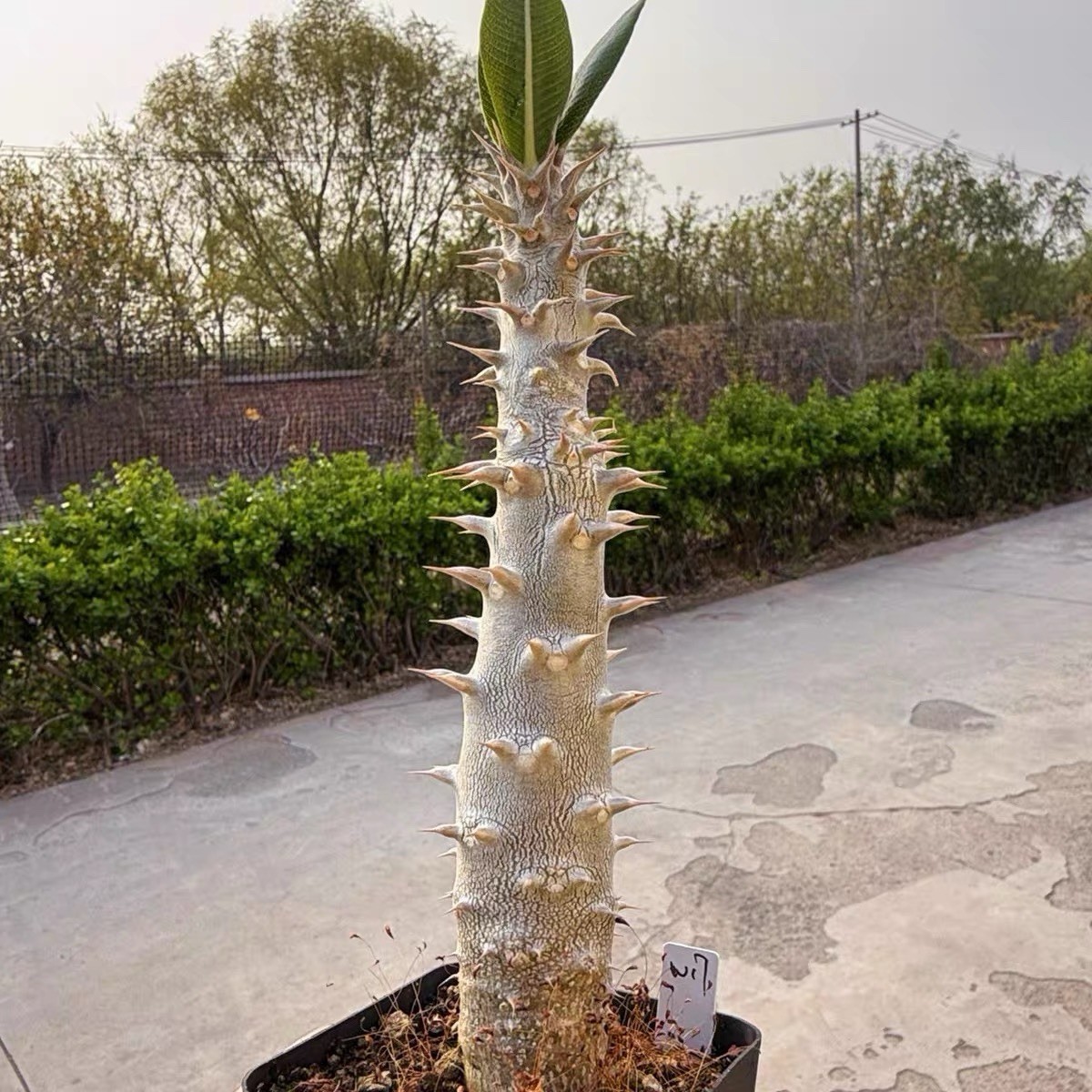 Pachypodium densiflorum Rare Caudex Succulent Exact Plant
