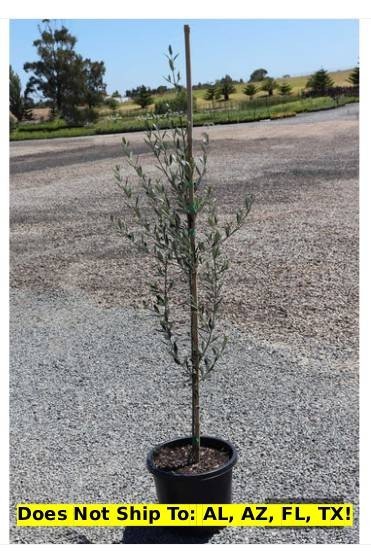 Manzanillo Olive Tree 36″H Indoor/Outdoor Tropical Fruit Tree Live Starter Plant