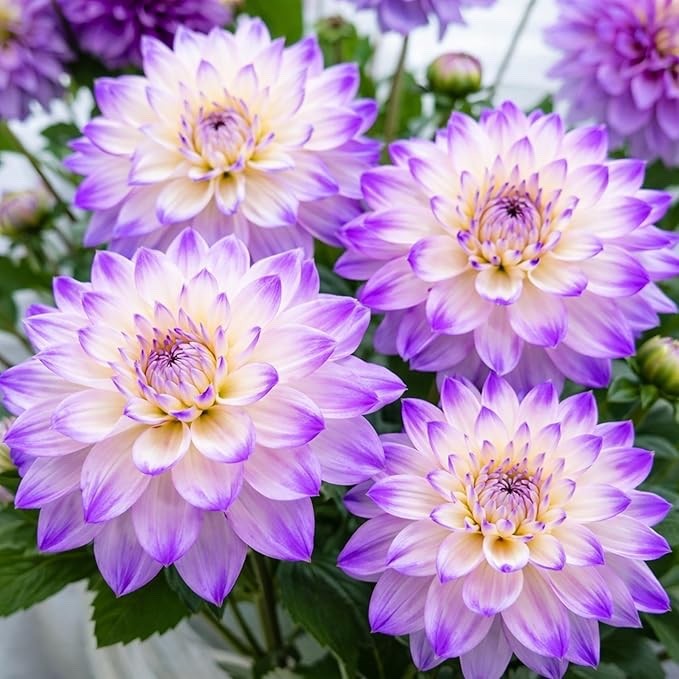Ferncliff Illusion Dahlia Tubers – Soft Lavender & Cream Dinnerplate (3 Tubers)
