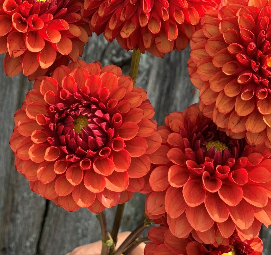 25 Brown Sugar Dahlia Seeds Flower Perennial Flowers Seeds Flowering US 1101