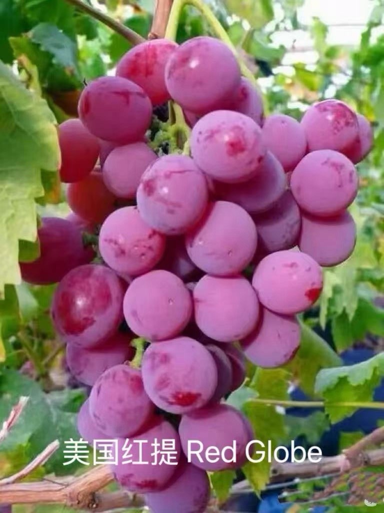 Red Globe Grape 3 Years Grafted Red Outdoor Plant Vitis Fruits & Fruit Trees