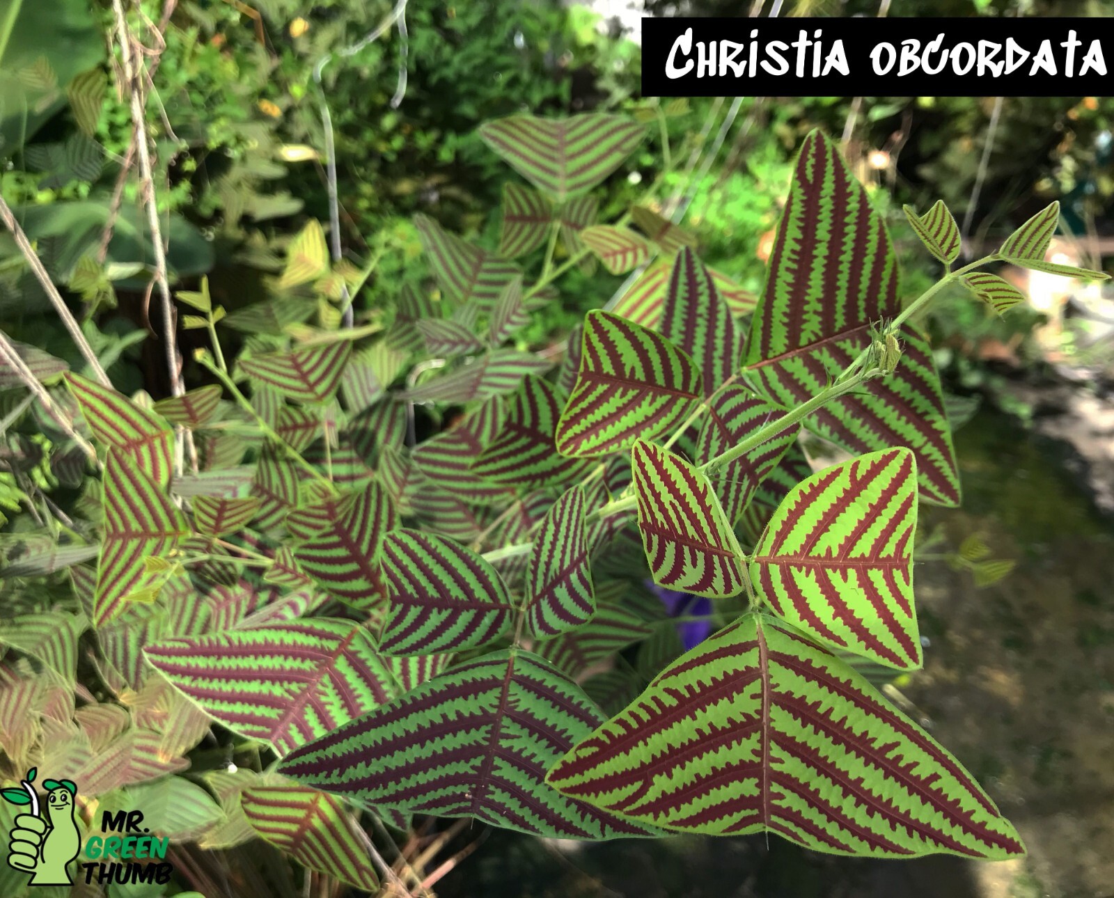 Organic LARGE LEAF Christia Obcordata or Butterfly Wing Plant or Swallowtail