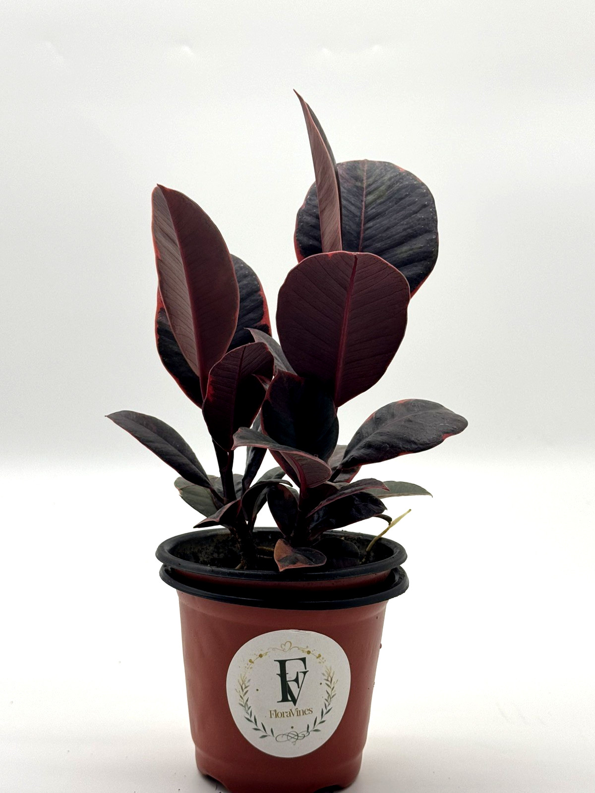 Ficus Elastica Ruby Live Plant 4in Pot Multi Stem Rubber Tree