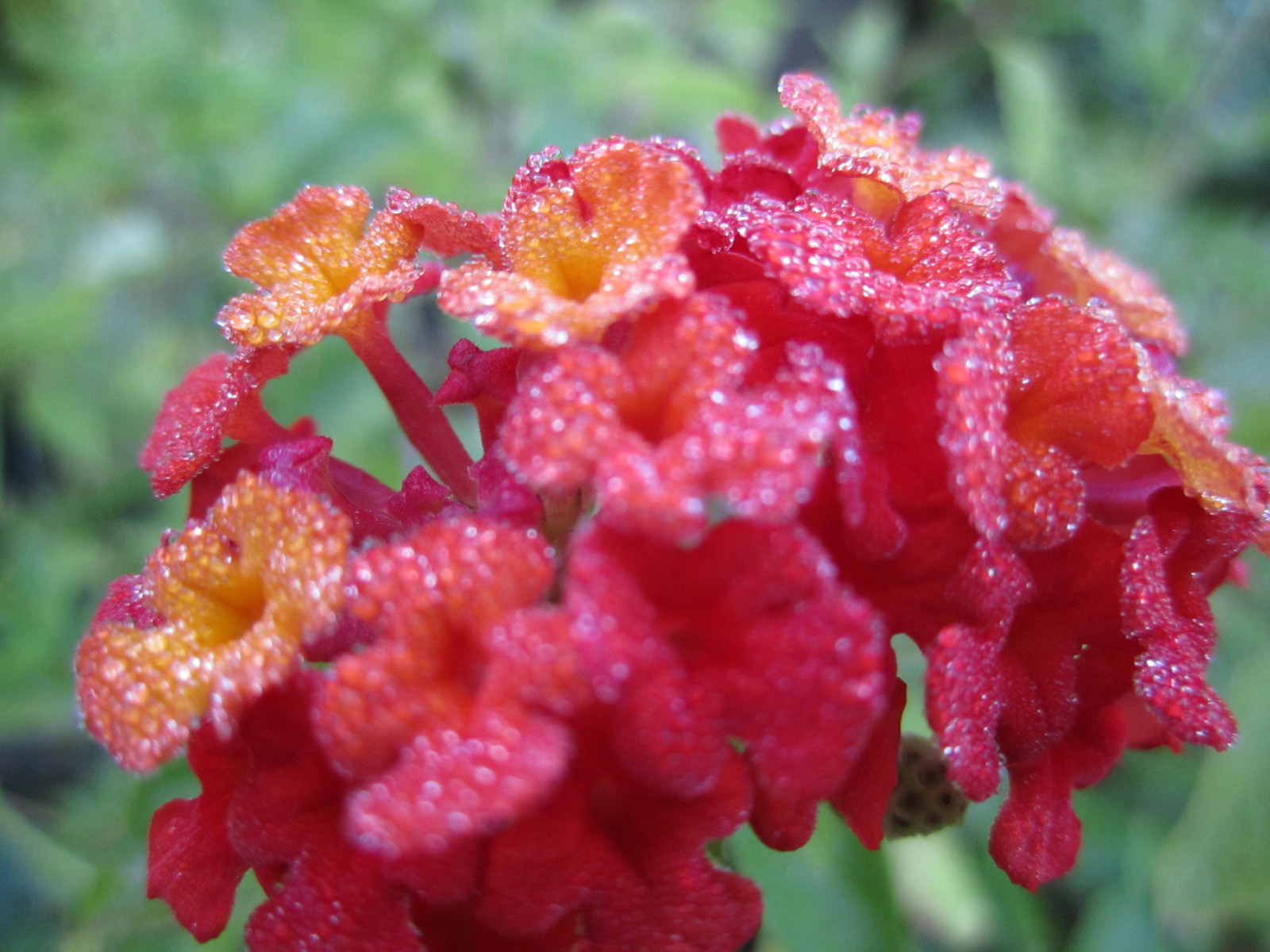 Lantana Mix Seeds Orange Red Pink White Yellow Hummingbird – Butterfly Flower