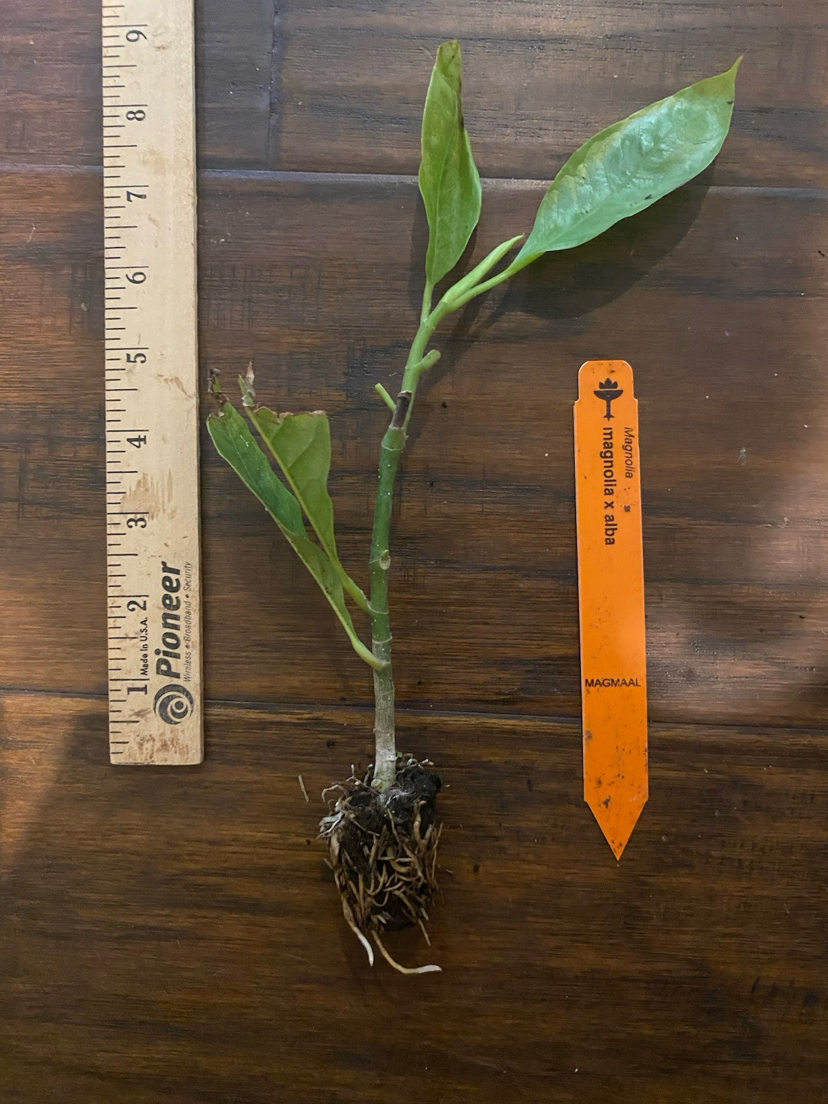 White Champaca Magnolia x alba (Michelia alba) – TC Plant Plug -4-8 in- Edible!!