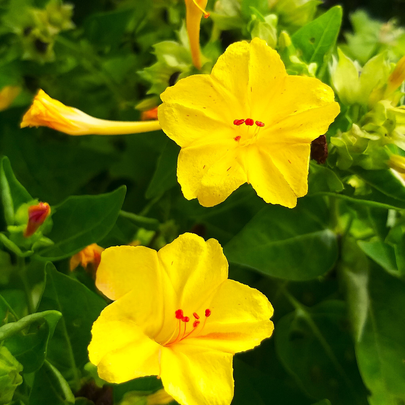 Yellow Four O’ Clock Seeds | Mirabilis Jalapa Marvel of Peru Flower Seed 2025