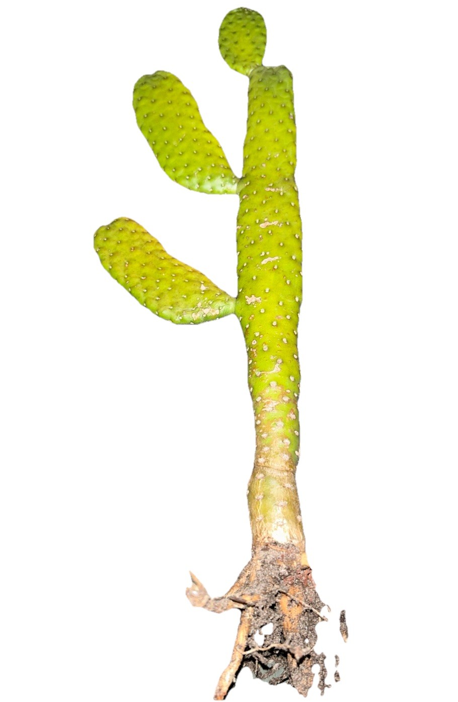 Consolea Rubescens Roadkill Cactus Cacti Rooted Succulent Spineless Plant Live
