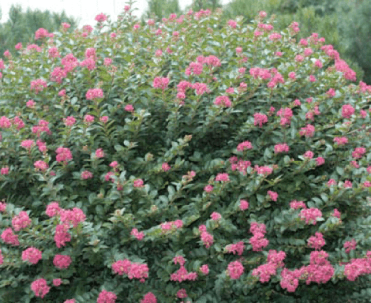 Pokomoke Crape Myrtle: A Bushy Miniature with Dark Rose Pink Flowers and Upright