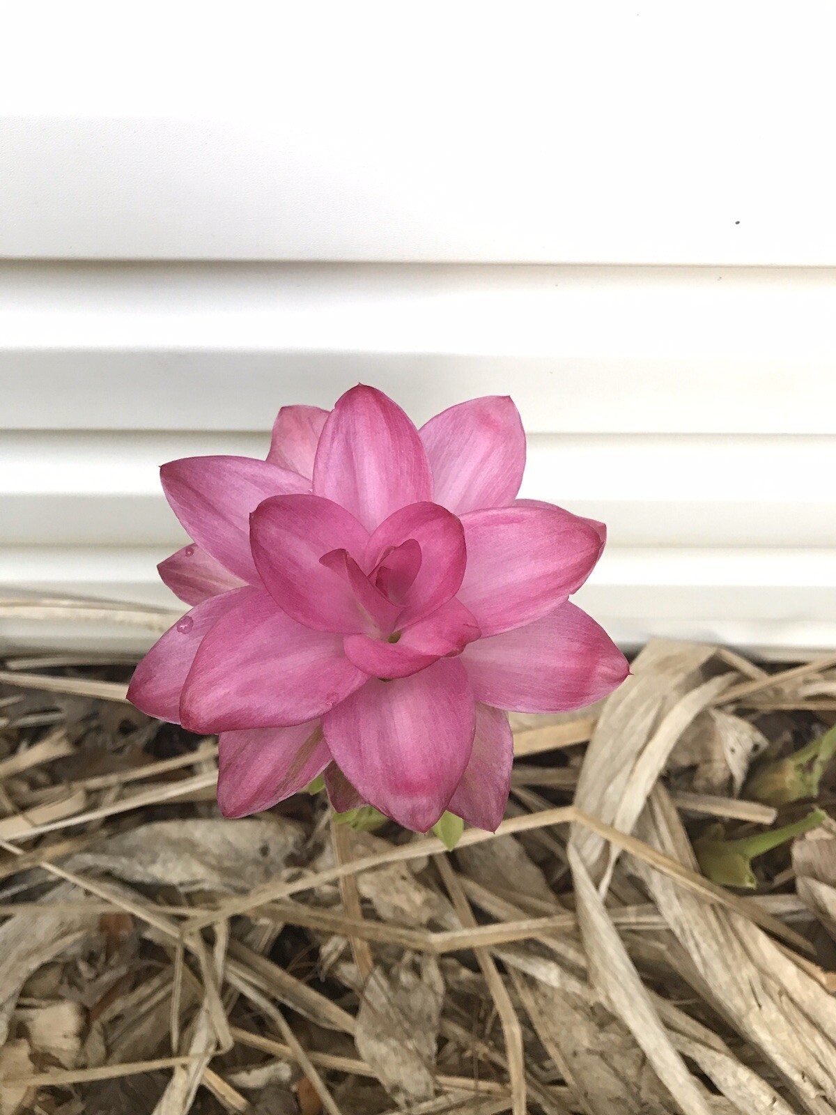 One Ginger Curcuma Petiolata Hidden Pink Flowering Starts Rhizomes ข่า