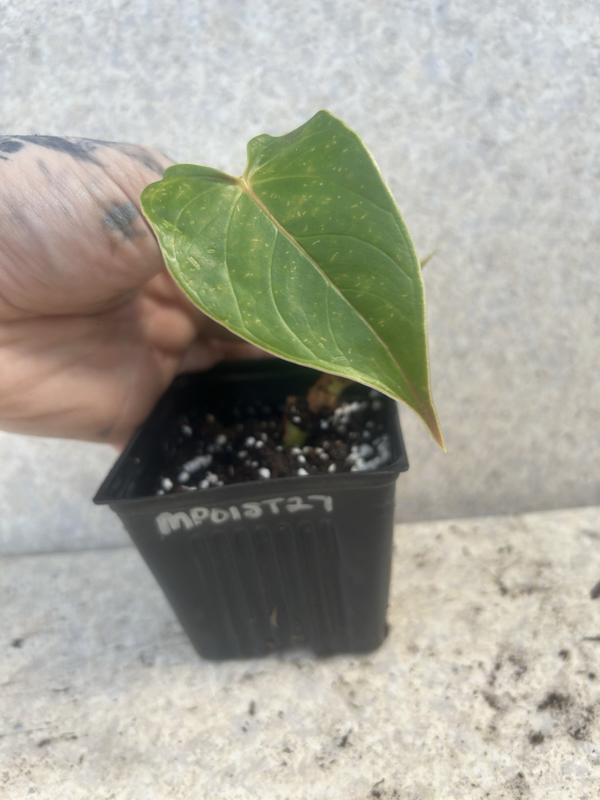 Anthurium Bright Red Tropical Potted Seedling Green Broadleaf Indoor Medium Sun
