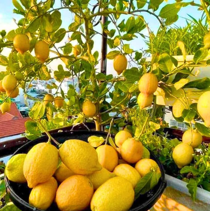 Set of 2 Meyer Lemon – Live Young Plants – 2″ Pots