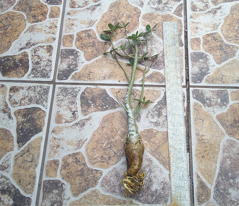 Adenium Desert Rose Obesum “Karla” Caudex Flowering Live Plant 🇺🇸🆓⛟