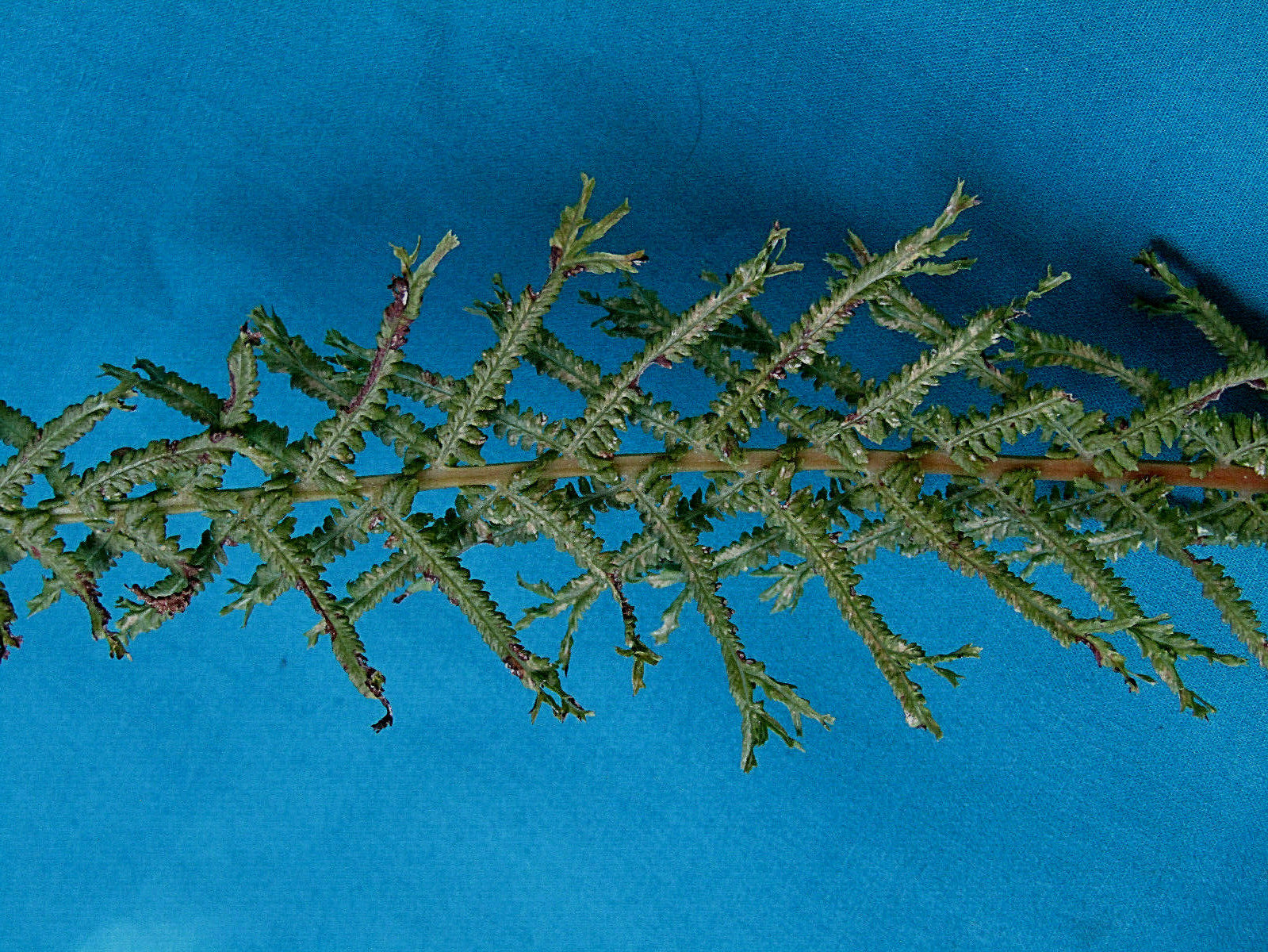 DRE’S DAGGER FERN 1001 SPORES (SEEDS), VICTORIA FERN, HARDY FERN, USA SELLER