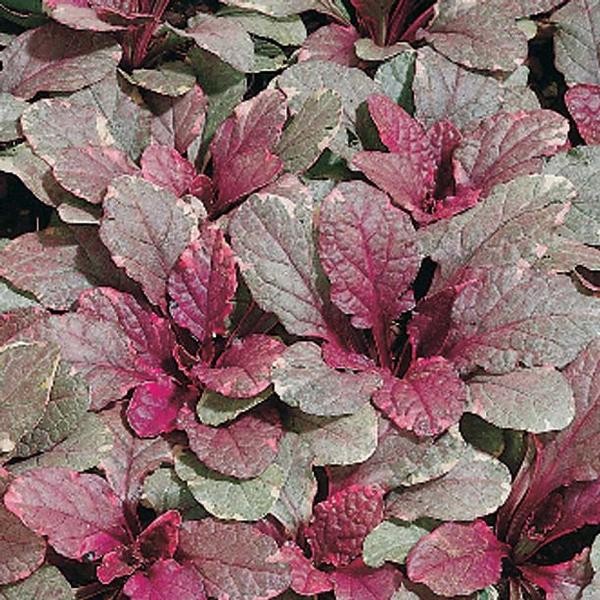 Ajuga Burgundy Glow 40 Plants in 3-1/2 inch Pots